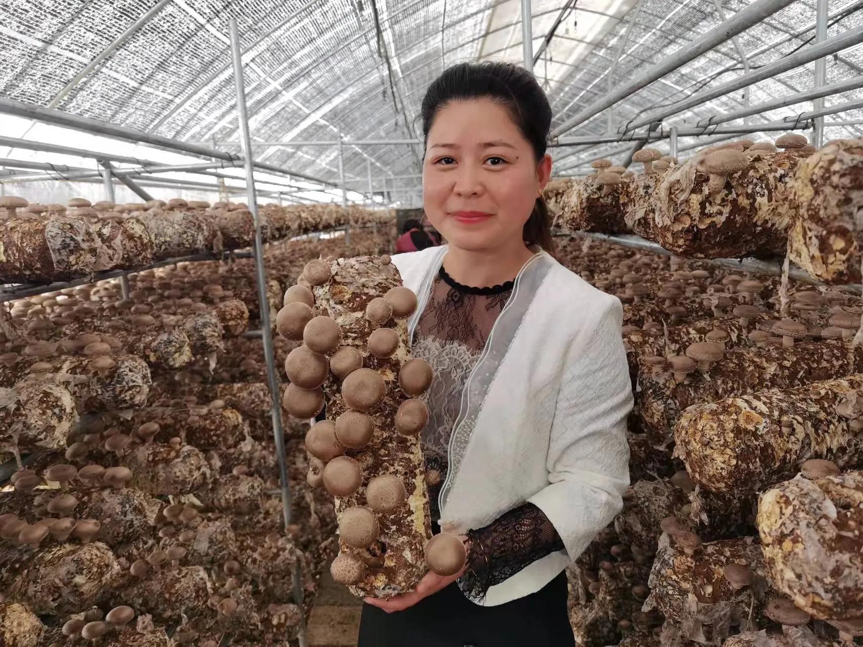 香菇生產大縣，盧氏林海興華：科技撐起香菇天地